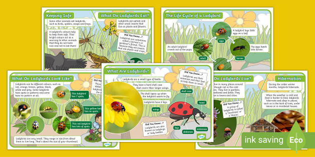 6 Benefits of Ladybugs - The Craftsman Blog