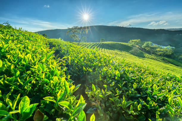 anh hoa da lat