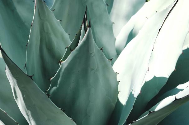 Cactus de color verde

Descripción generada automáticamente con confianza media
