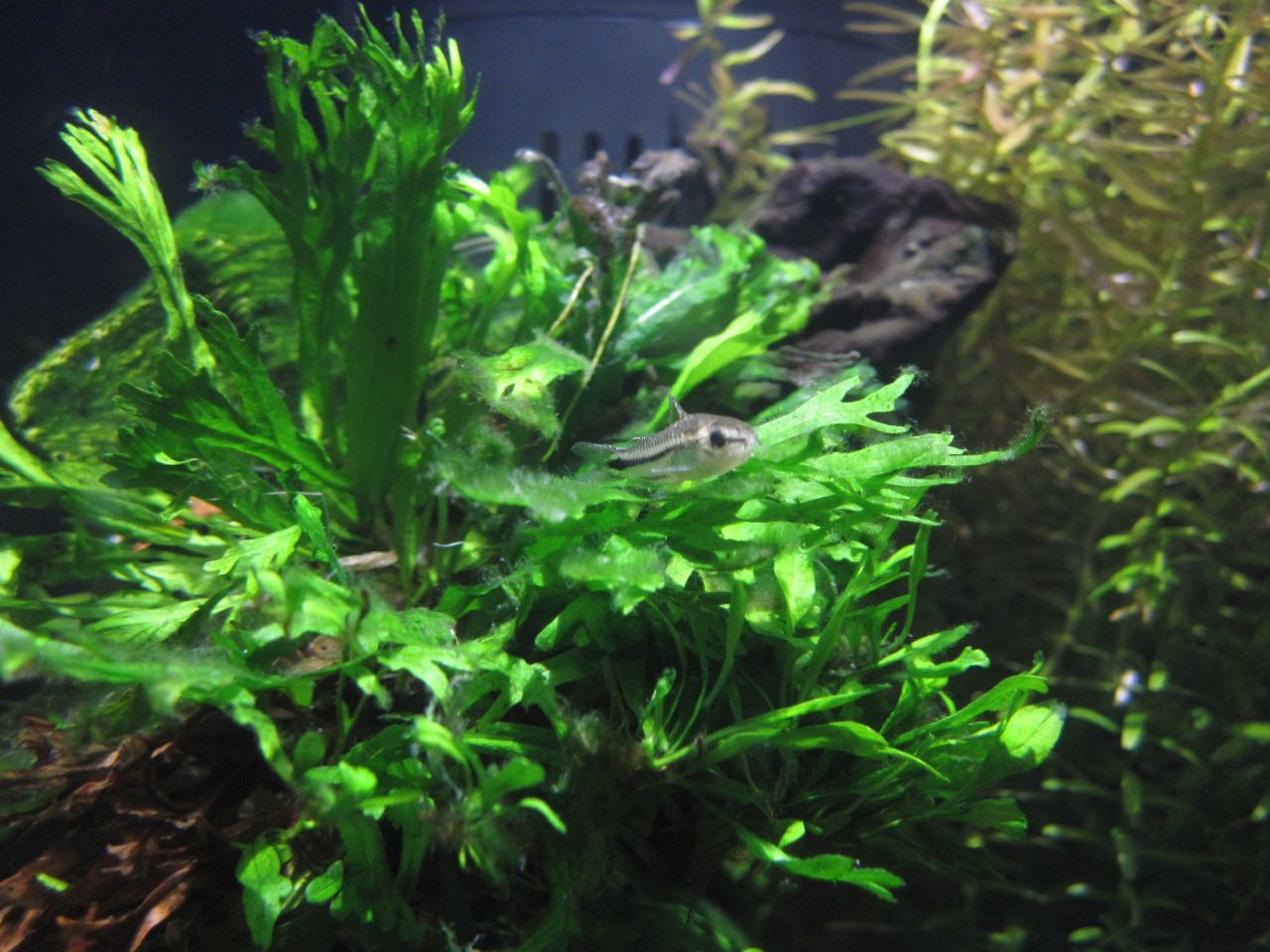 Java fern in aquarium