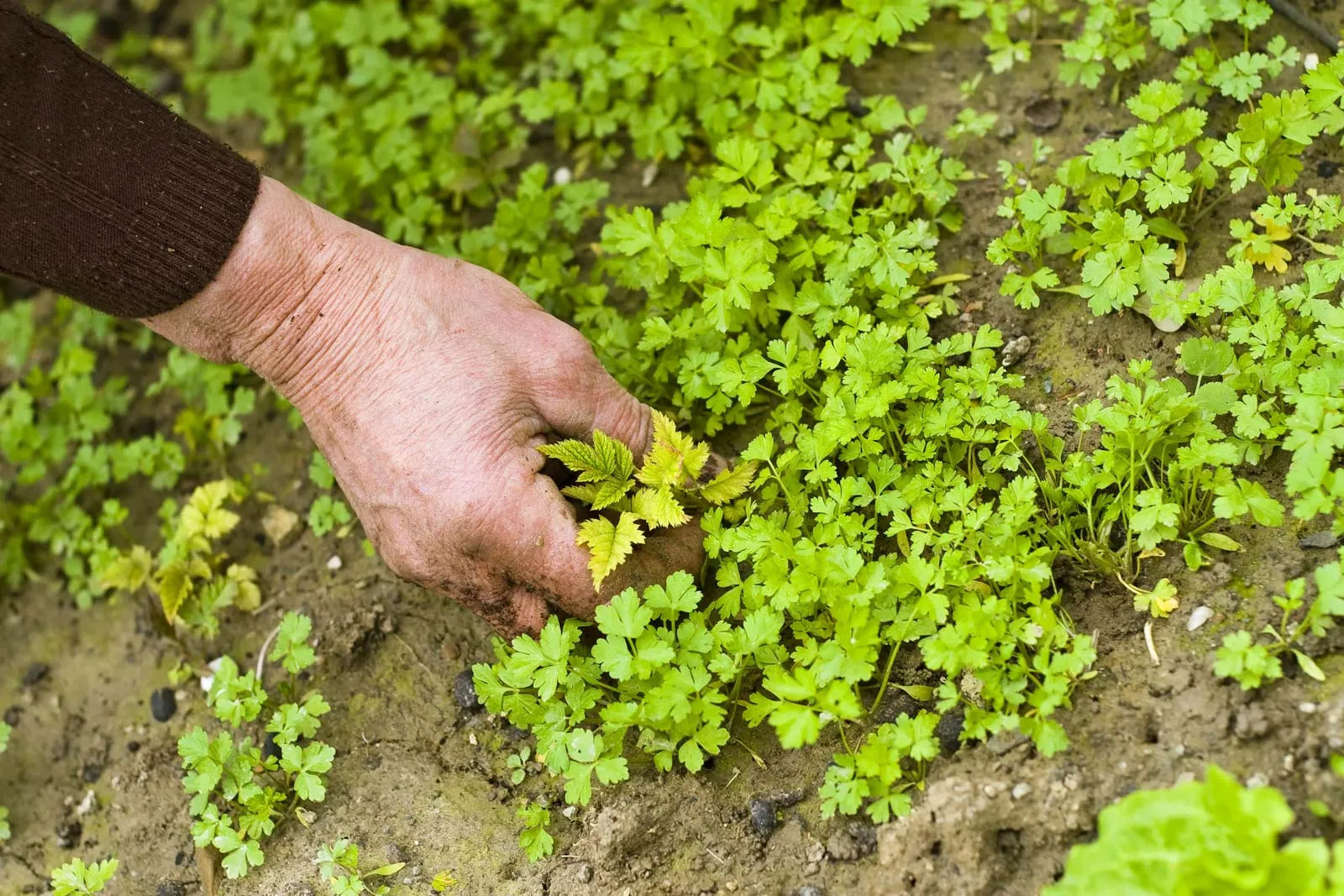 Competition From Weeds