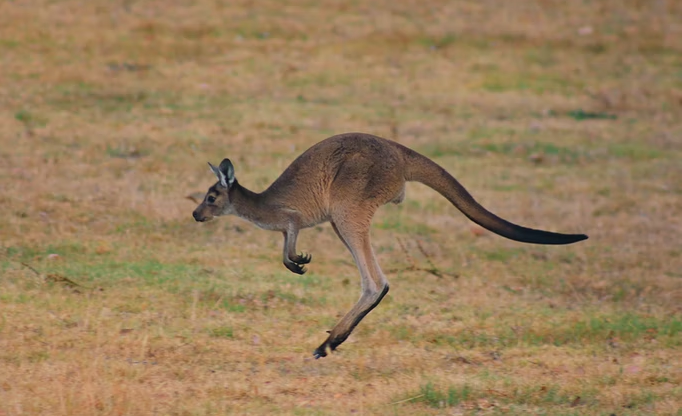 kangaroos LearningMole