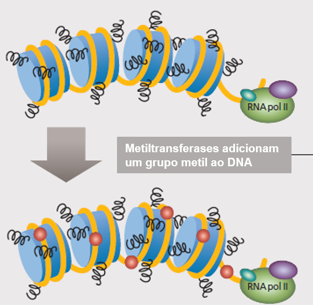 A metilação é uma das alterações epigenéticas mais comuns no DNA dos eucariotos