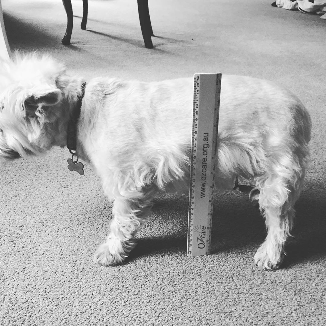 measuring dog