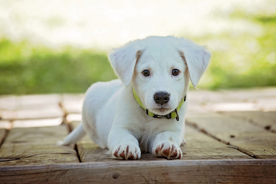 Puppy - Free images on Pixabay