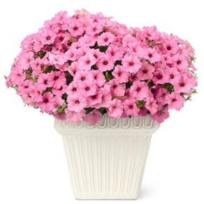 Image result for petunia vista bubblegum