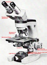 Choosing A Microscope | Laraine's Lady Gouldians