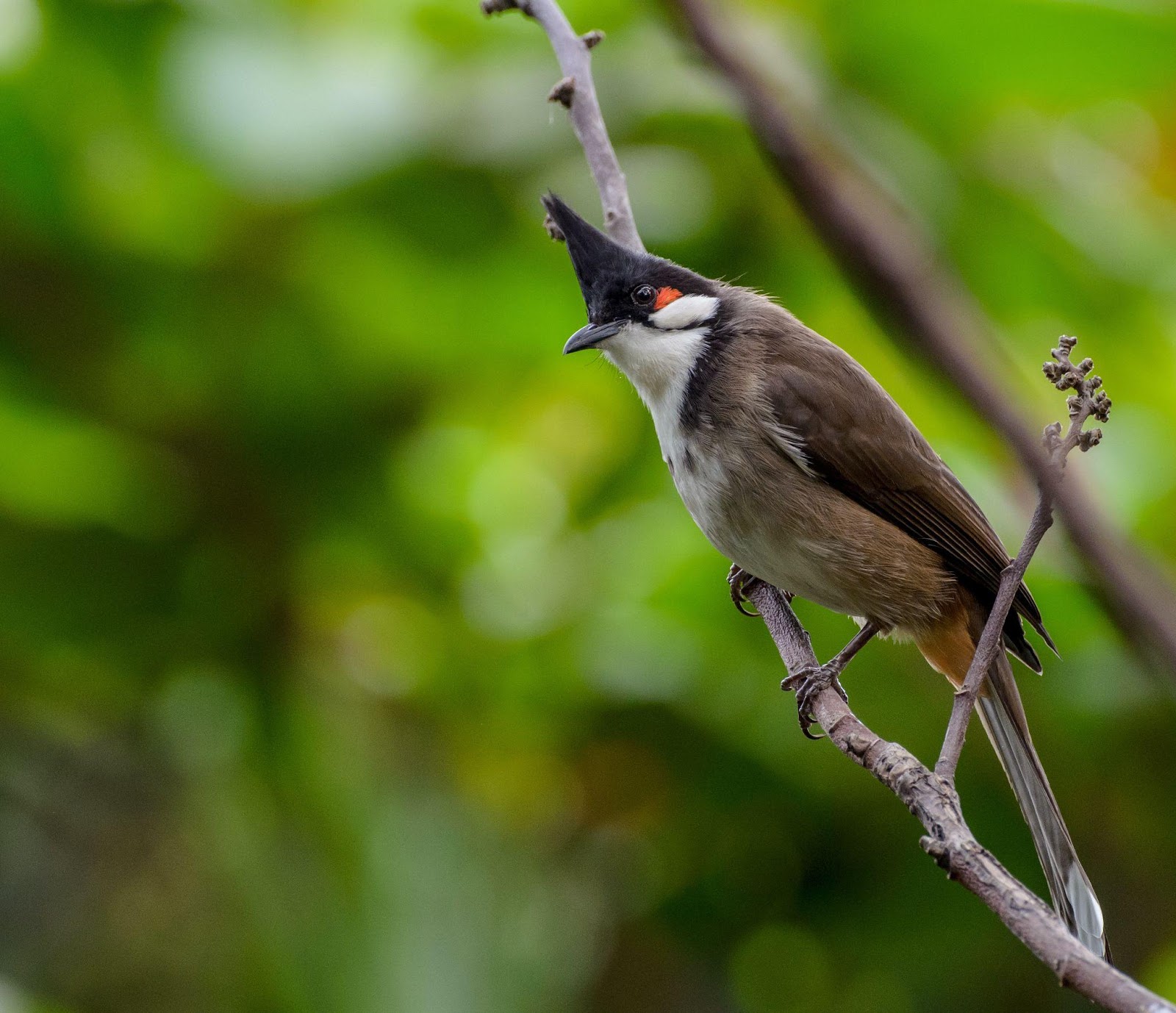 bulbul bird information