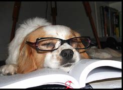 Image result for asleep on books