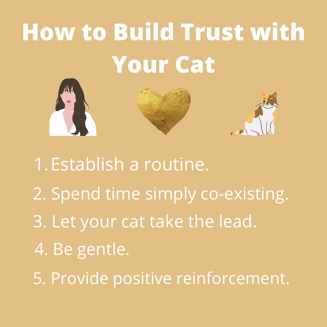 How to Build Trust with Your Cat