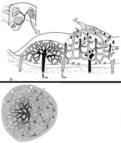 Schematic representation of maternal/fetal vessel arrangement within the tupaia placenta