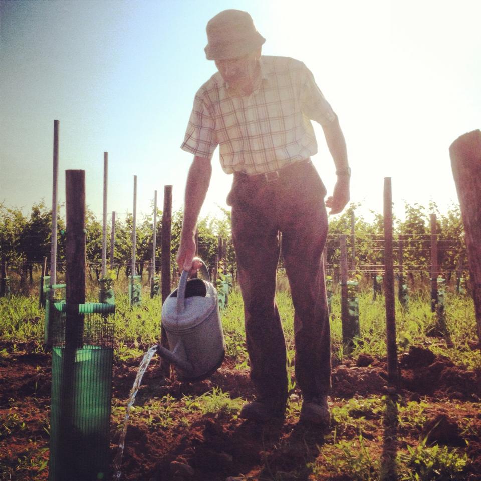 Un vigneron ayant décidé d’arroser ses plants.