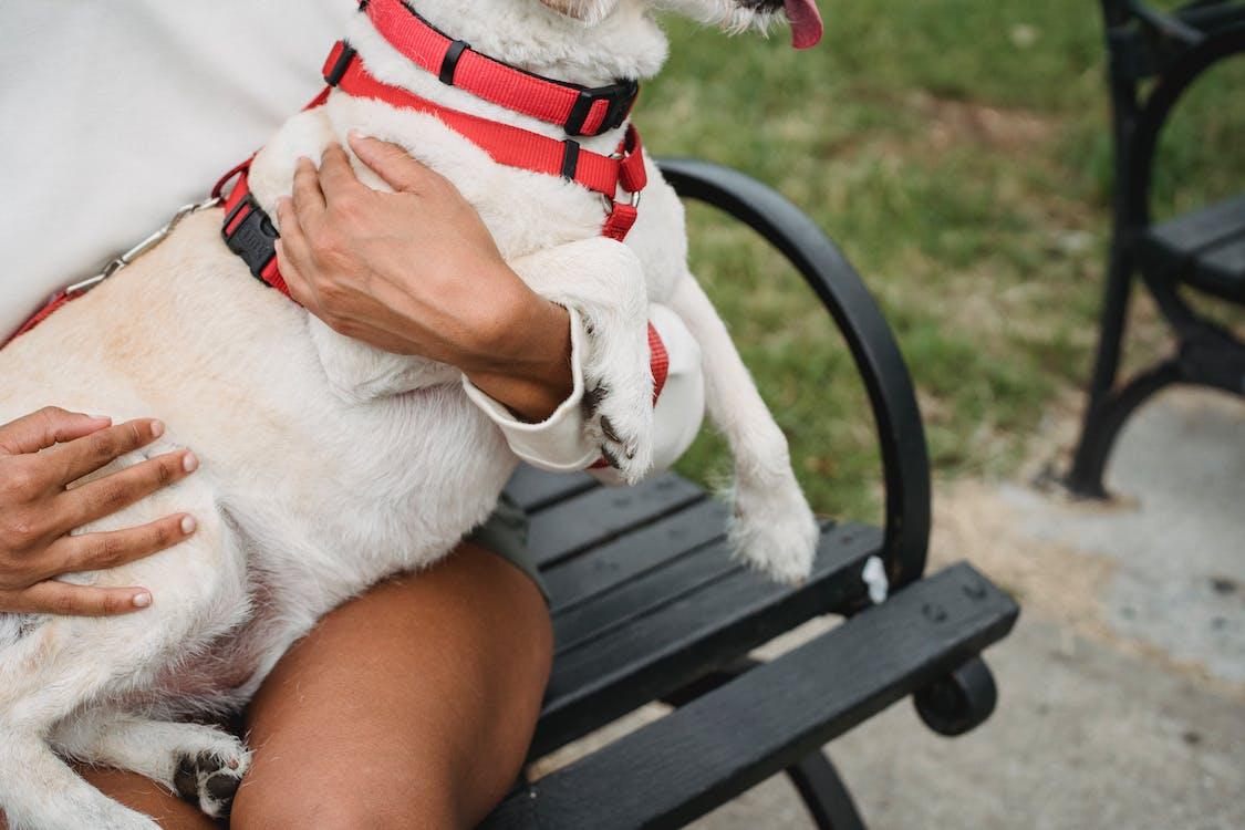 Free Unrecognizable ethnic female owner with obedient dog with white fur and red leash in hands sitting on bench in park on blurred background Stock Photo