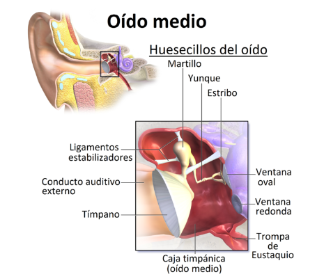 imagen del oído medio