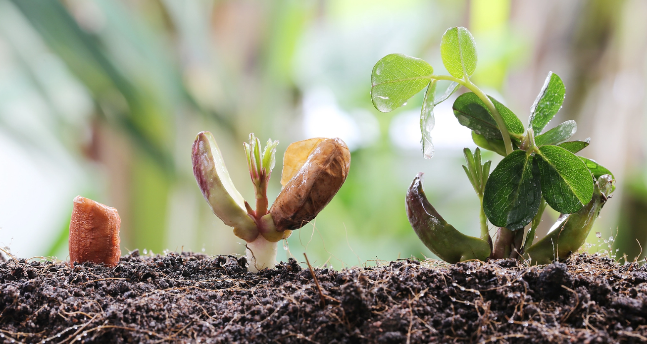 Plant your peanut seeds