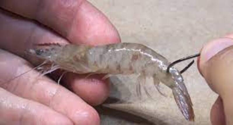 shrimp bait for drum fish