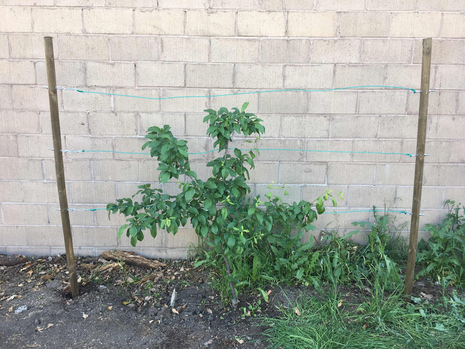 Plum tree after attaching to espalier wire