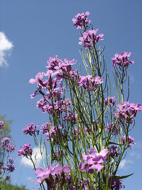 https://upload.wikimedia.org/wikipedia/commons/thumb/8/8b/Hesperis_matronalis_flowers.jpg/480px-Hesperis_matronalis_flowers.jpg