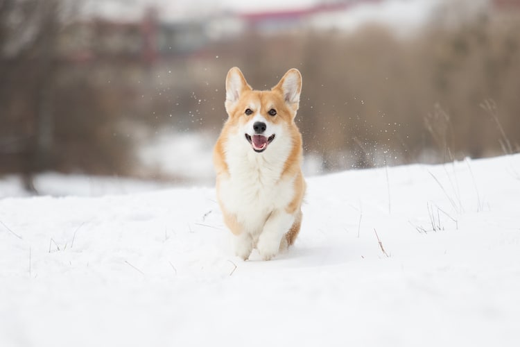 Welshi corgi dog in the snow