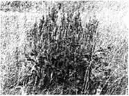D:\0 wd yedek\acr yedek\1 film indirme\forbidden_magic_ancients_12_dosyalar\image125.jpg