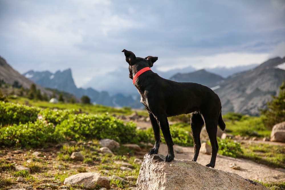 Black dog in red collar looking back at green hills and mountains