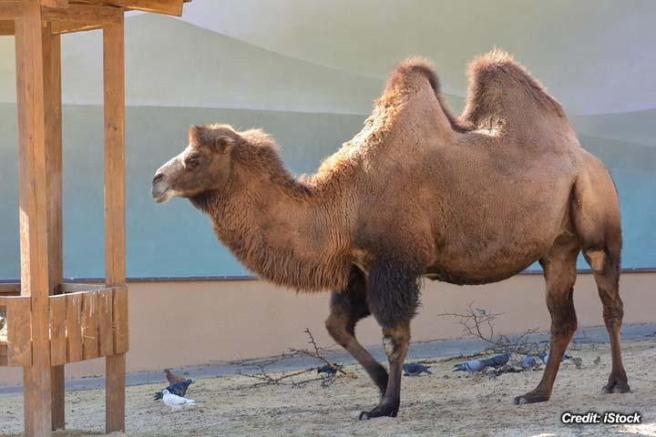 Respiratory Arrest in Bactrian Camels 1.jpg