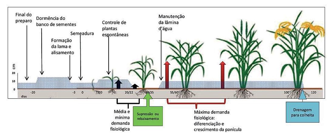 Infográfico demonstrando o manejo de água na cultura do arroz alagado, em sistema de plantio pré-germinado