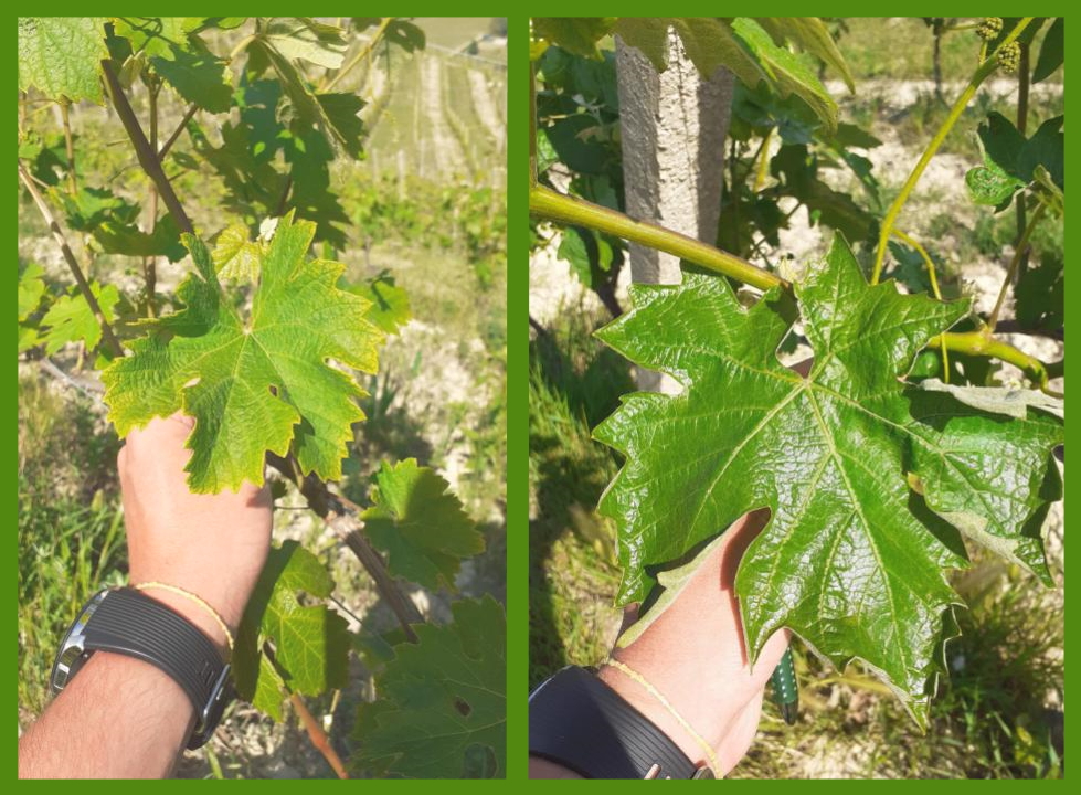 Carenza di potassio su foglie basali