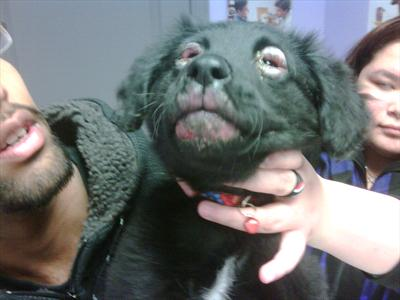 Puppy facial swelling from puppy strangles