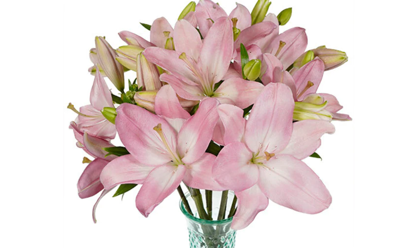 Pink lily flowers in a glass vase