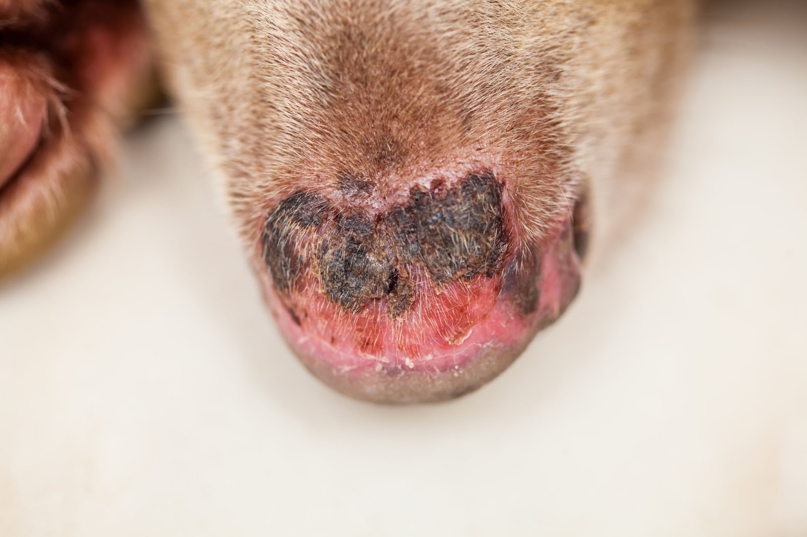 A dog with severe sunburn on their nose often goes together with a dry dog nose