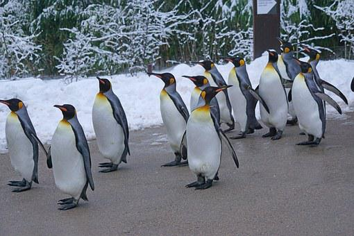 penguinsfact birdphotography