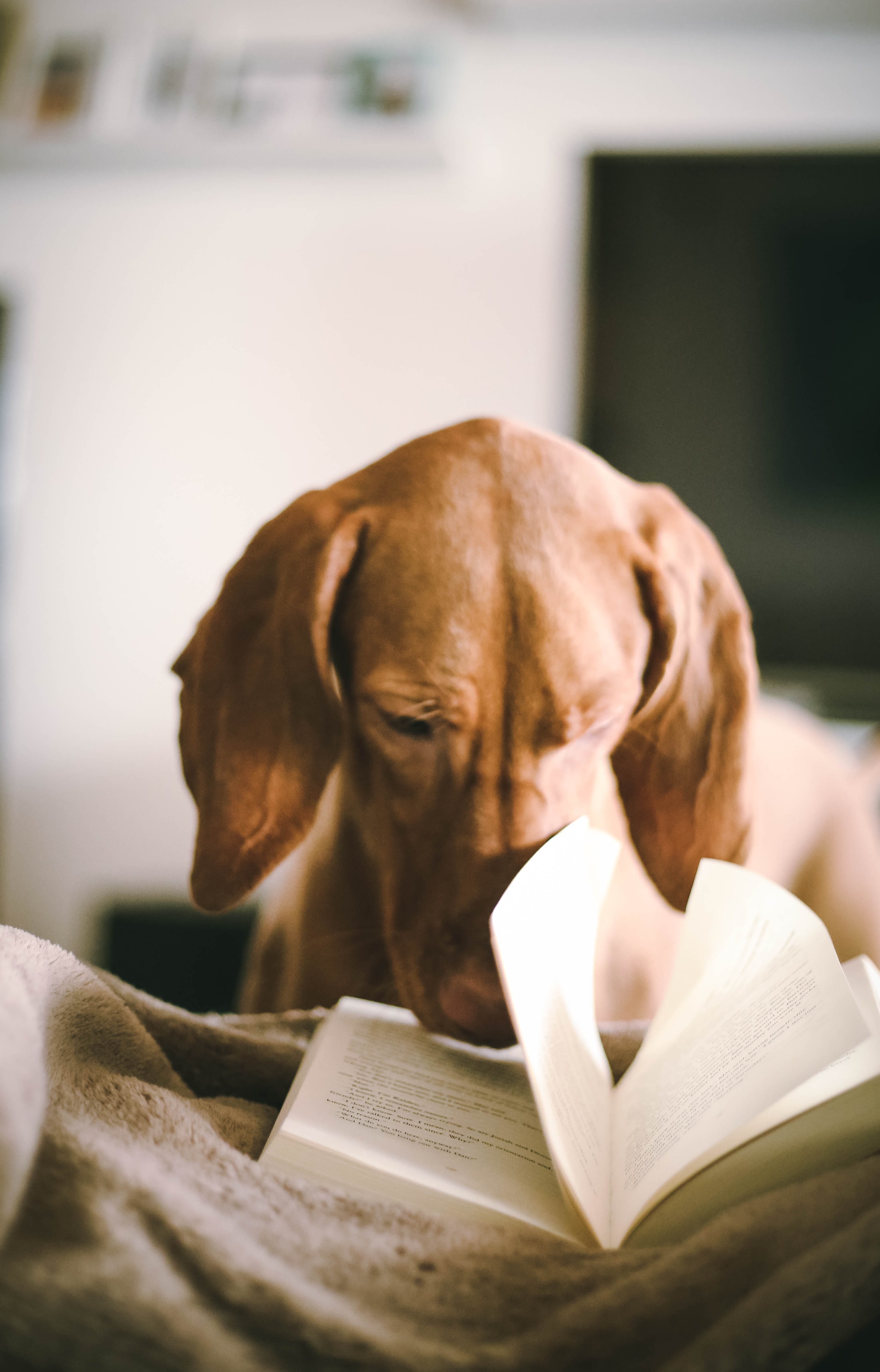 Dog flipping through pages of a novel.