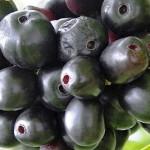 Jambul Fruit