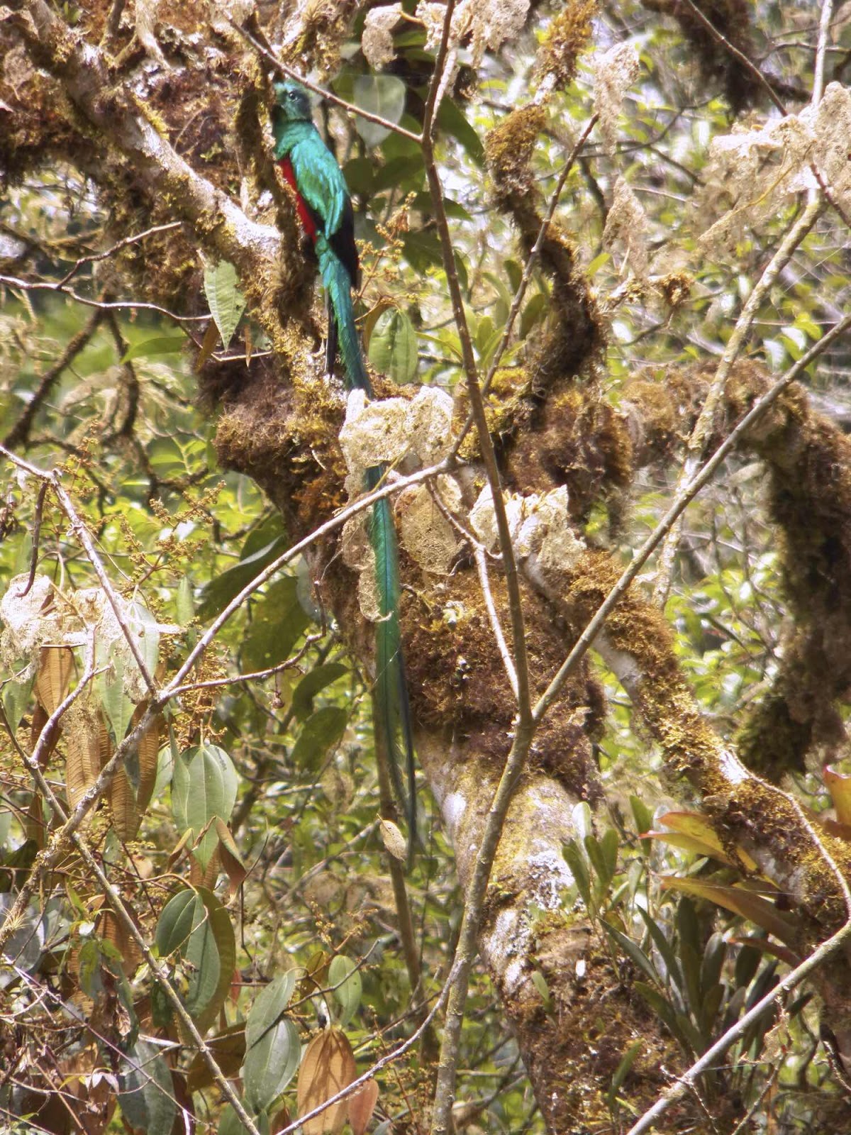 Quetzal, Dantica, Costa Rica