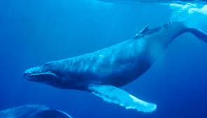 Image result for whales