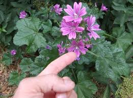 common mallow