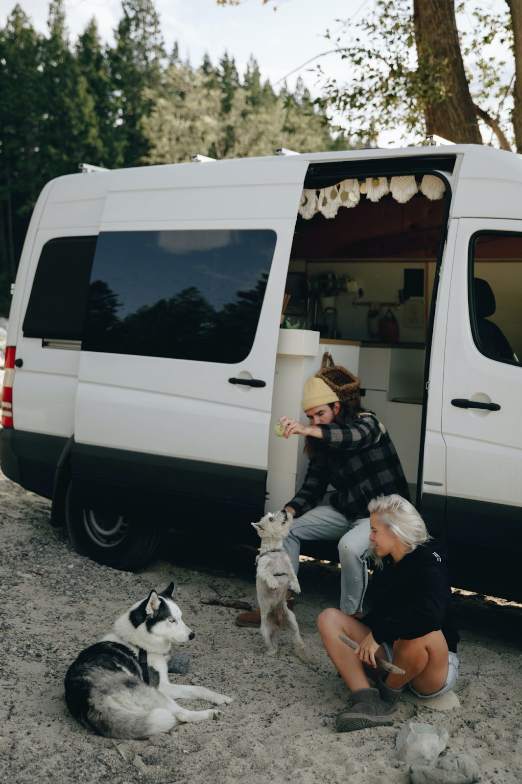 rving with dogs