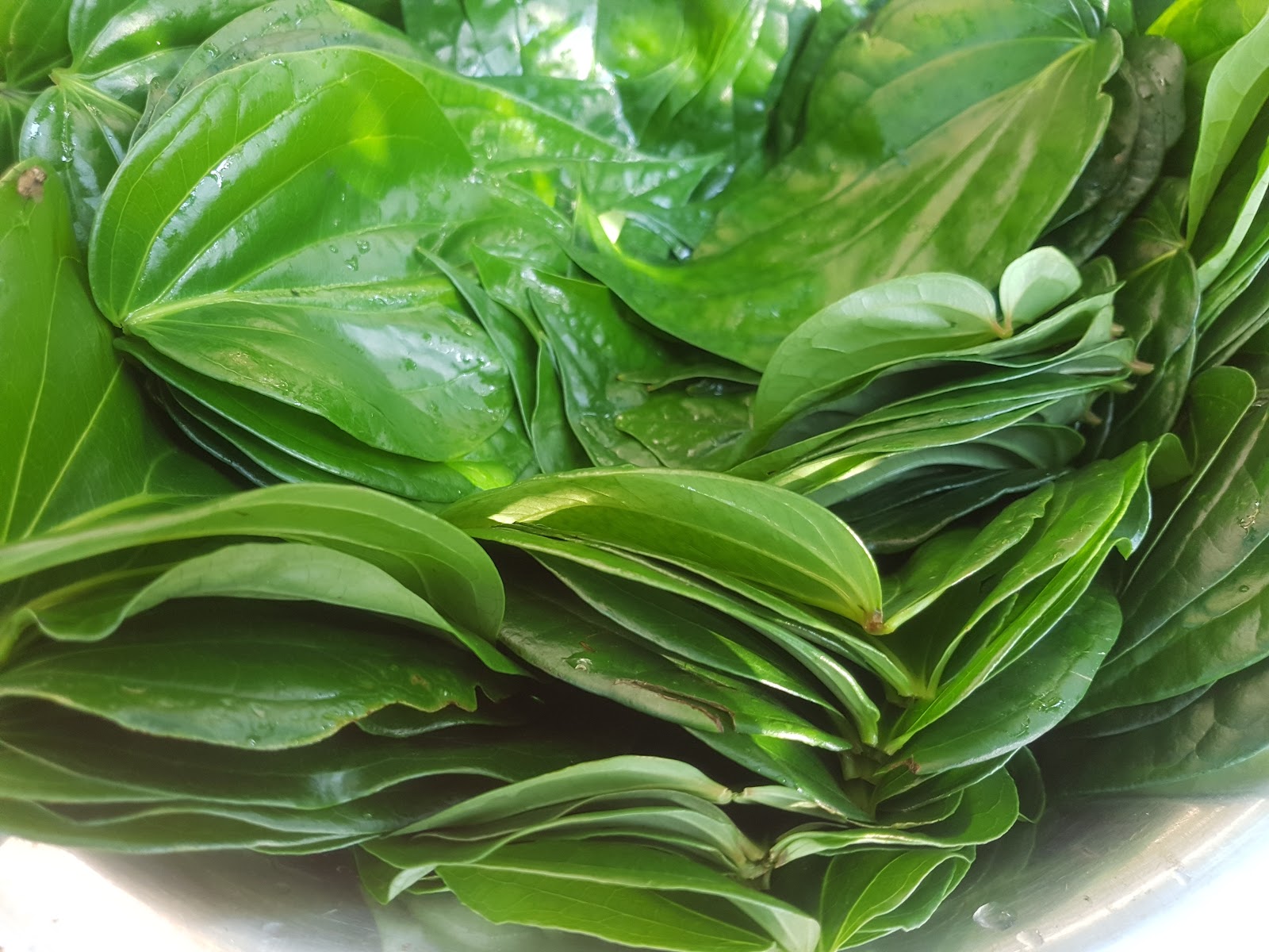 Piper Sarmentosum WILD BETEL Herbal Organic Dried betel