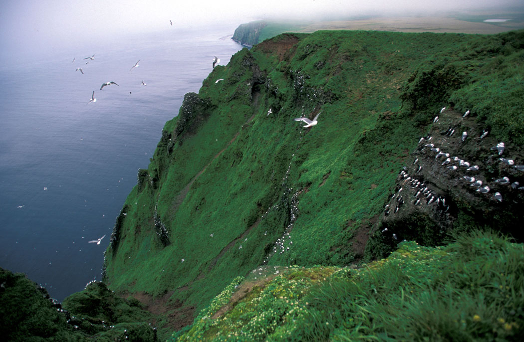 Red-legged_Kittiwake_colony,_St._George_Island,_Alaska.jpg