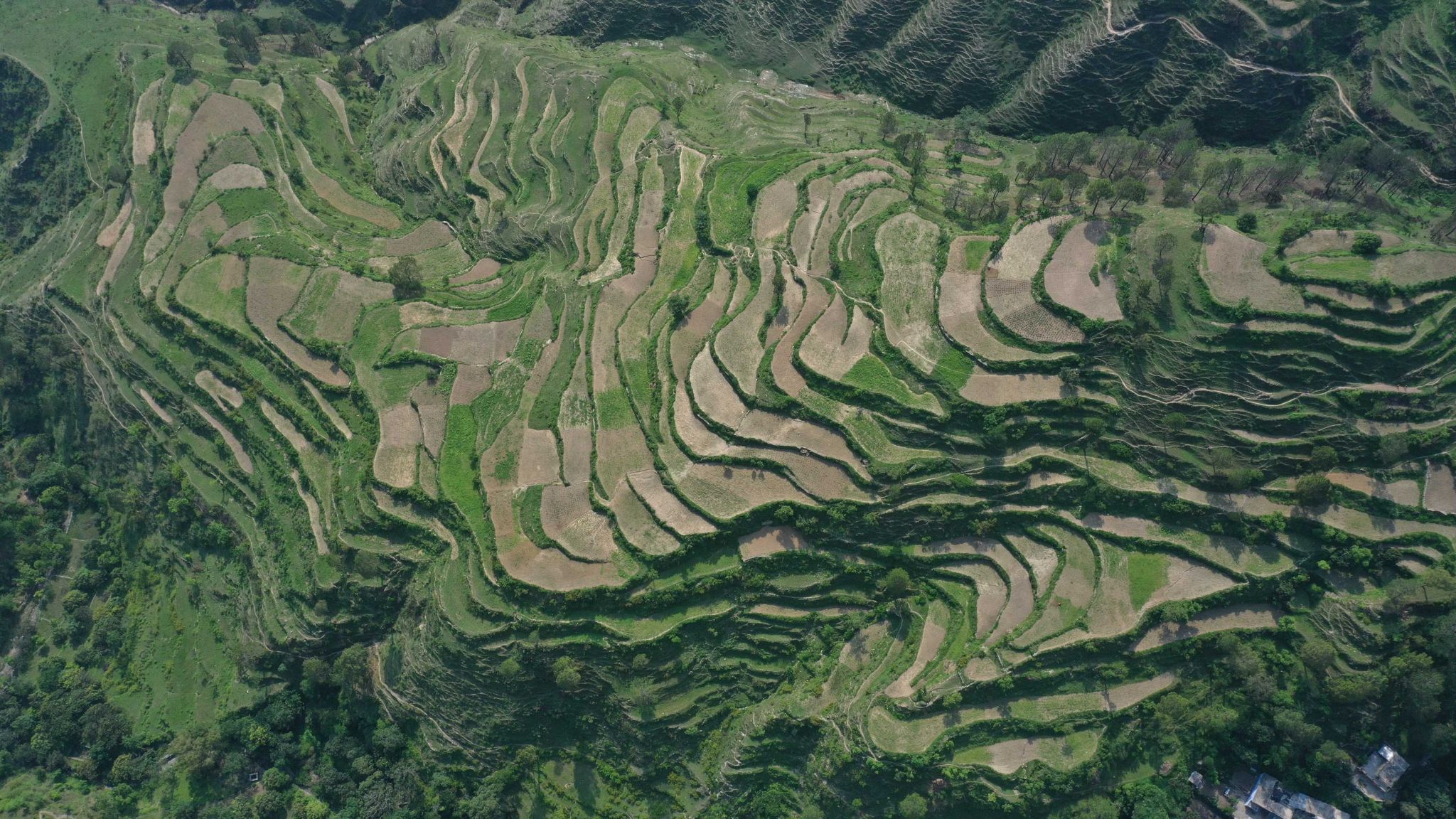 Almora, food in almora