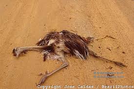 Image result for dead  ostrich