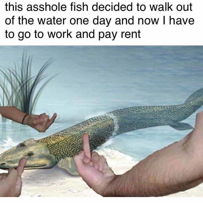 this asshole fish decided to walk out of the water one day and now I have to go to work and pay rent Organism Adaptation Reptile Alligator gar