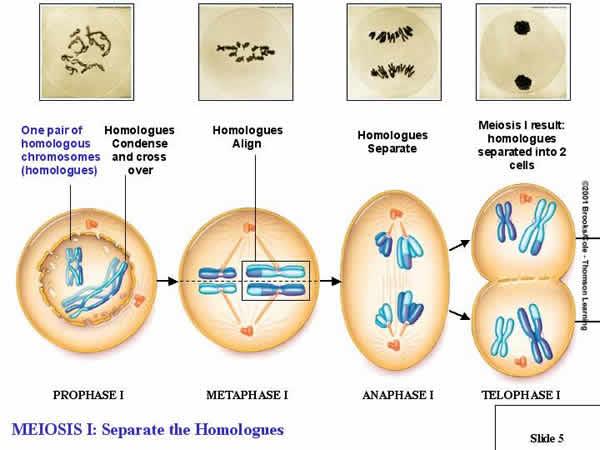 http://www.biology.iupui.edu/biocourses/N100/images/meiosis1cropped.jpg