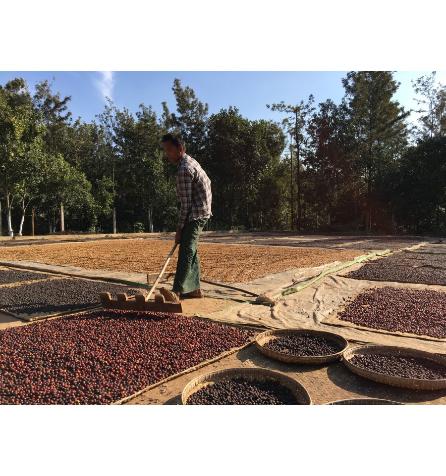 Nuovo: Il nostro Specialty Coffee “Myanmar Ngu Shweli” 