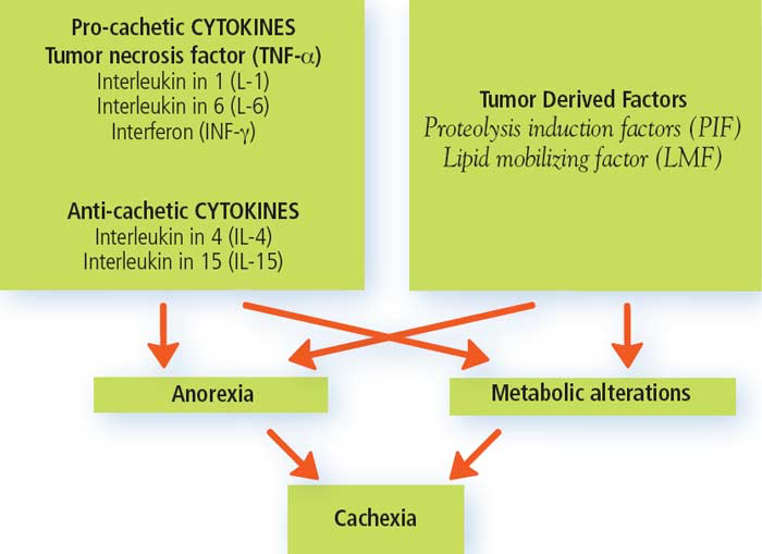 Humoral and tumor derived factors associated with anorexia and cachexia in cancer
