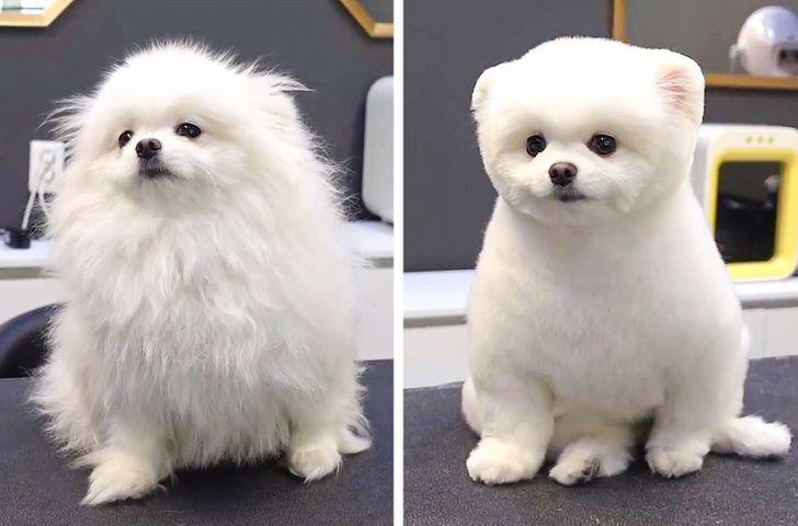 A small white dog

Description automatically generated with medium confidence