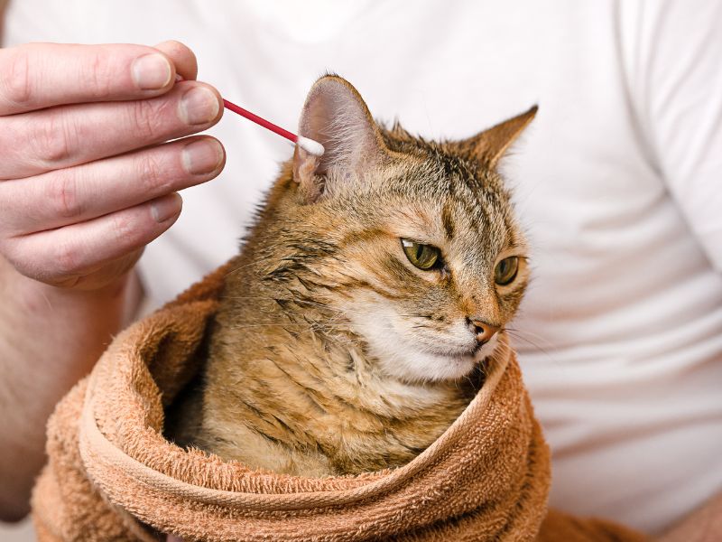 signs-that-your-cats-ears-need-cleaning