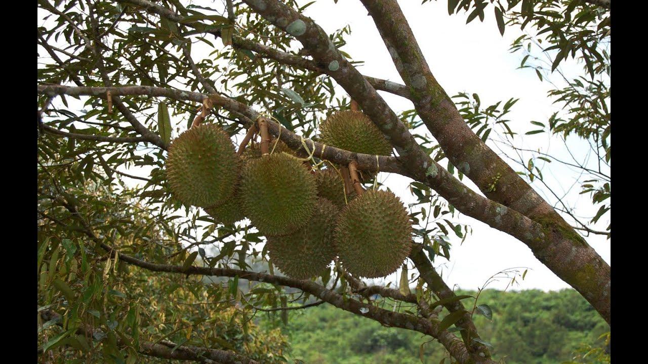 Image result for DURIAN origin