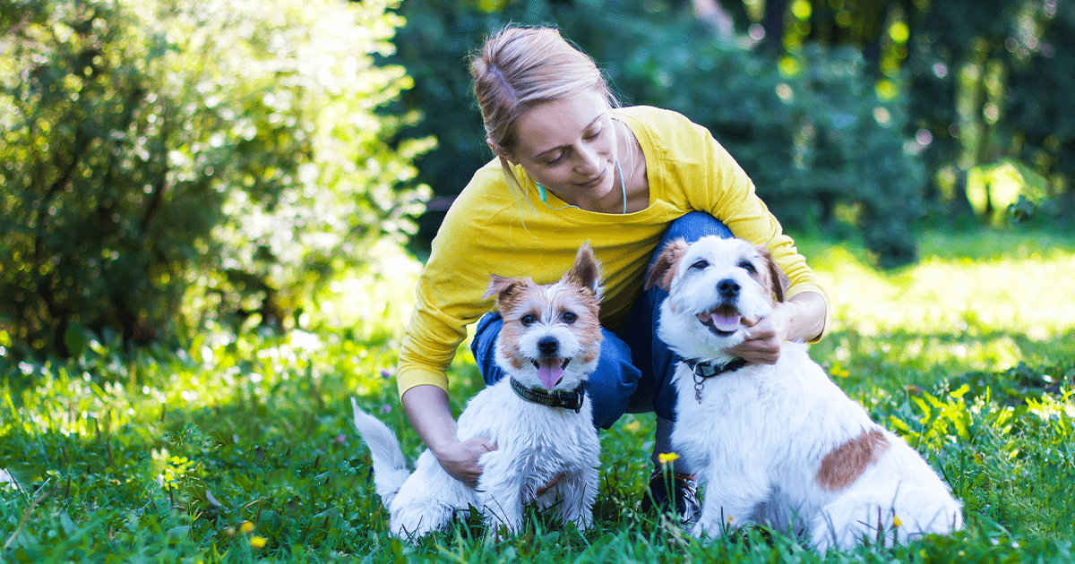 lady in yellow jumper with 2 terrier dogs